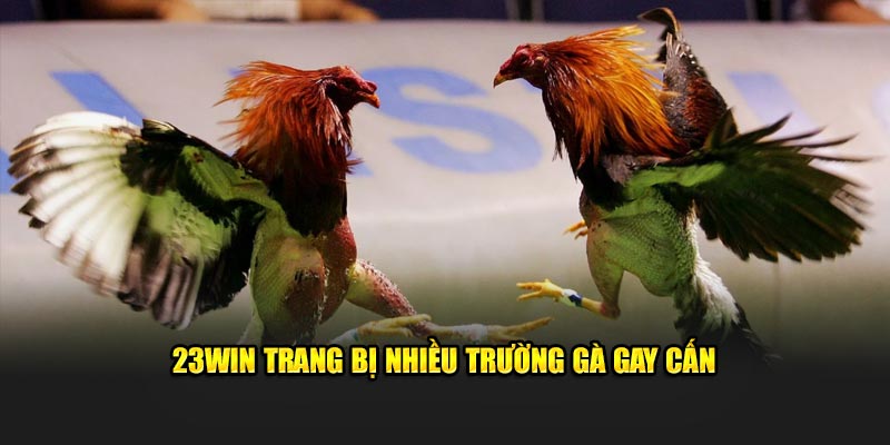 23Win trang bị nhiều trường gà gay cấn