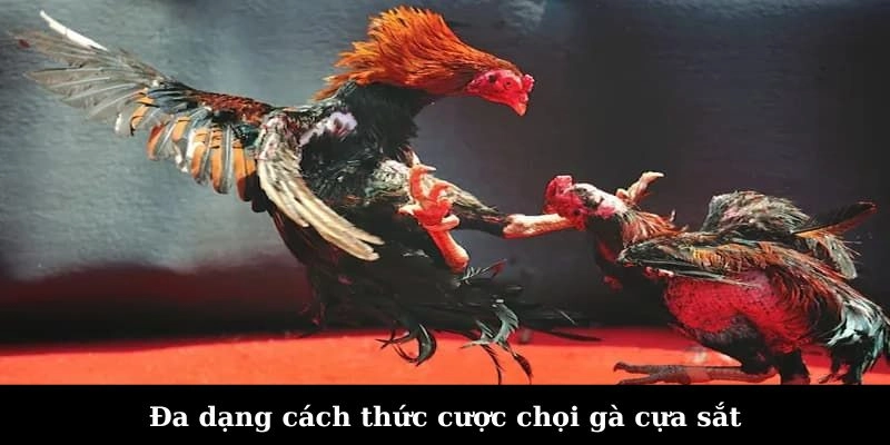 Đa dạng cách thức cược chọi gà cựa sắt