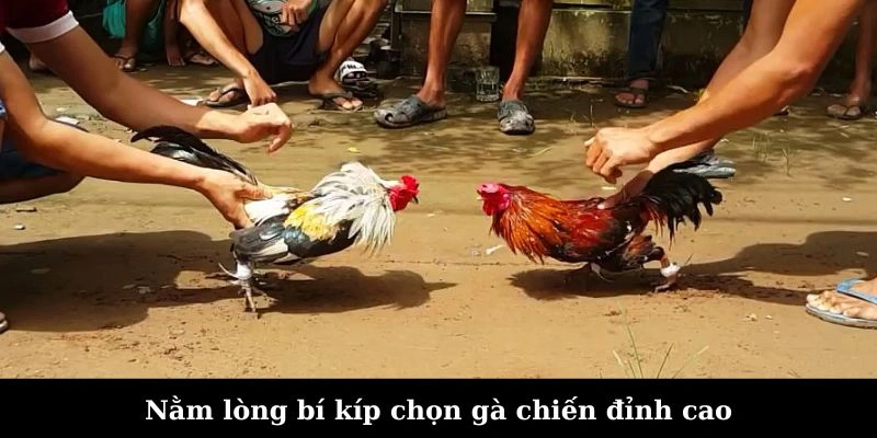 Nằm lòng bí kíp chọn gà chiến đỉnh cao